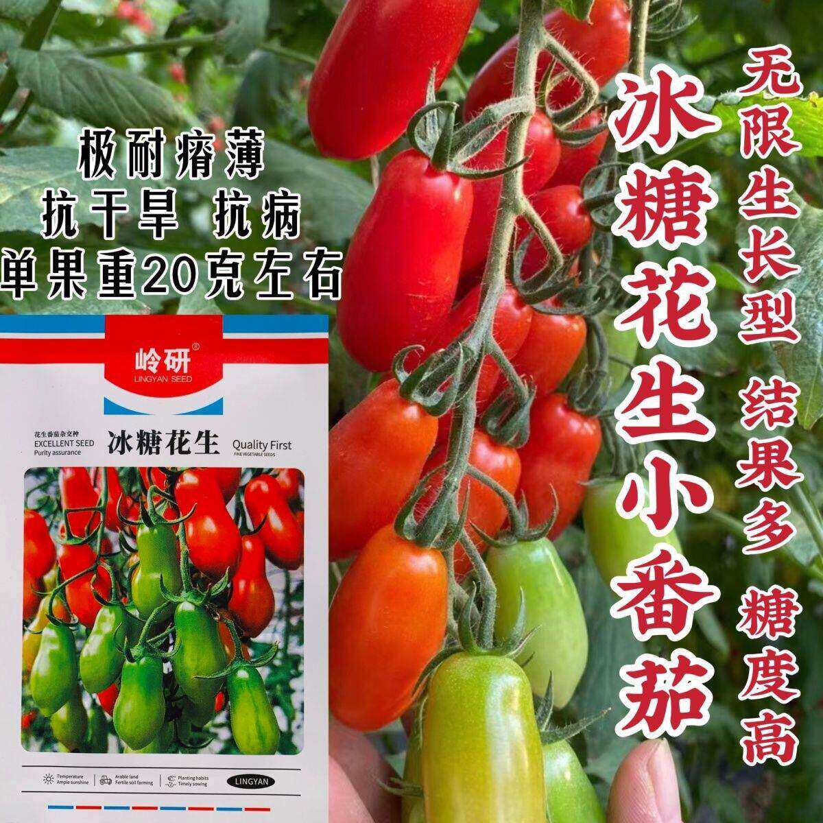 岭研冰糖花生番茄种子特