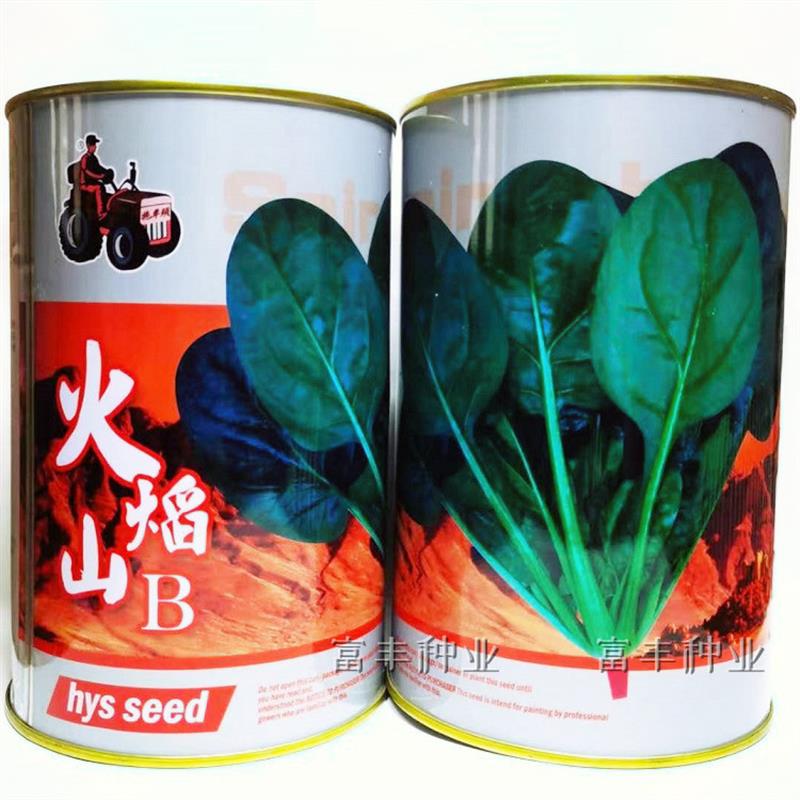 火焰山菠菜种子 丹麦进口菠菜种籽耐抽苔抗病耐热菠菜种子250克