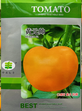 黄贵妃番茄种子黄色中果早熟高产抗病性强黄色西红柿种子蔬菜种子