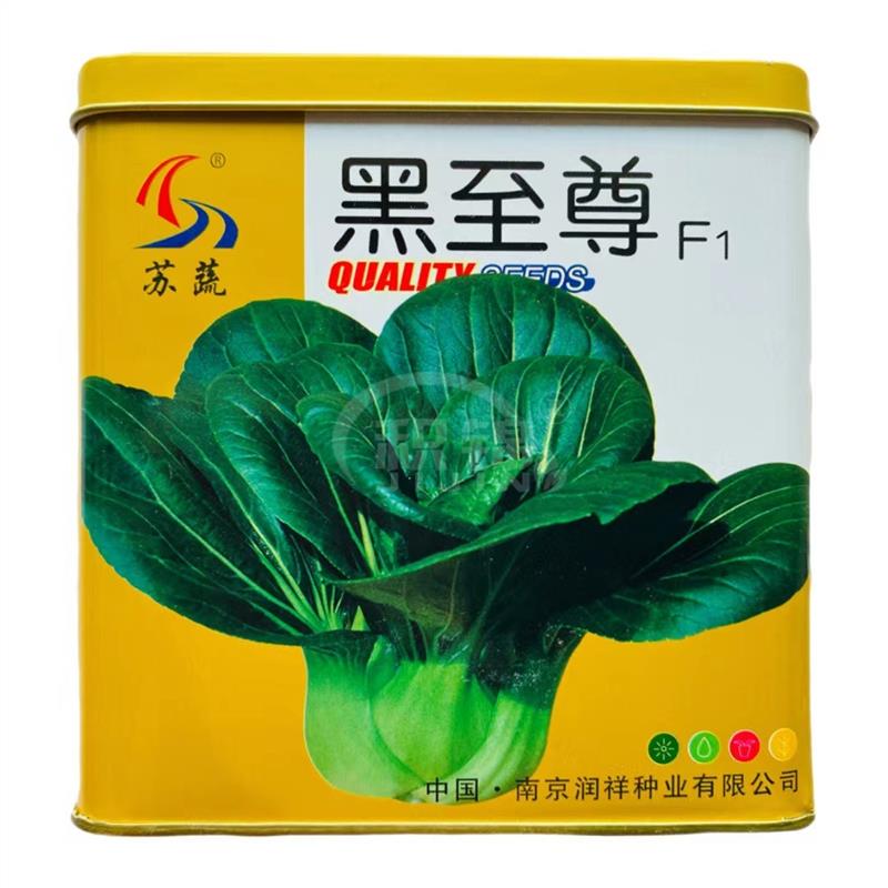 苏蔬黑至尊苏州青种子矮胖多肉型青梗菜叶色墨绿束腰青菜耐寒性强