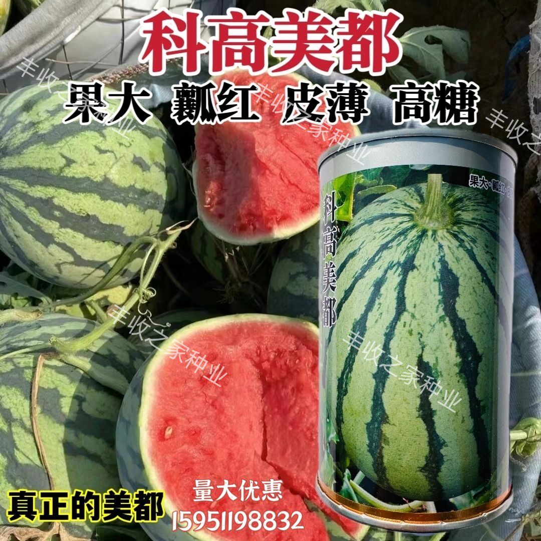美都麒麟西瓜种子大果型