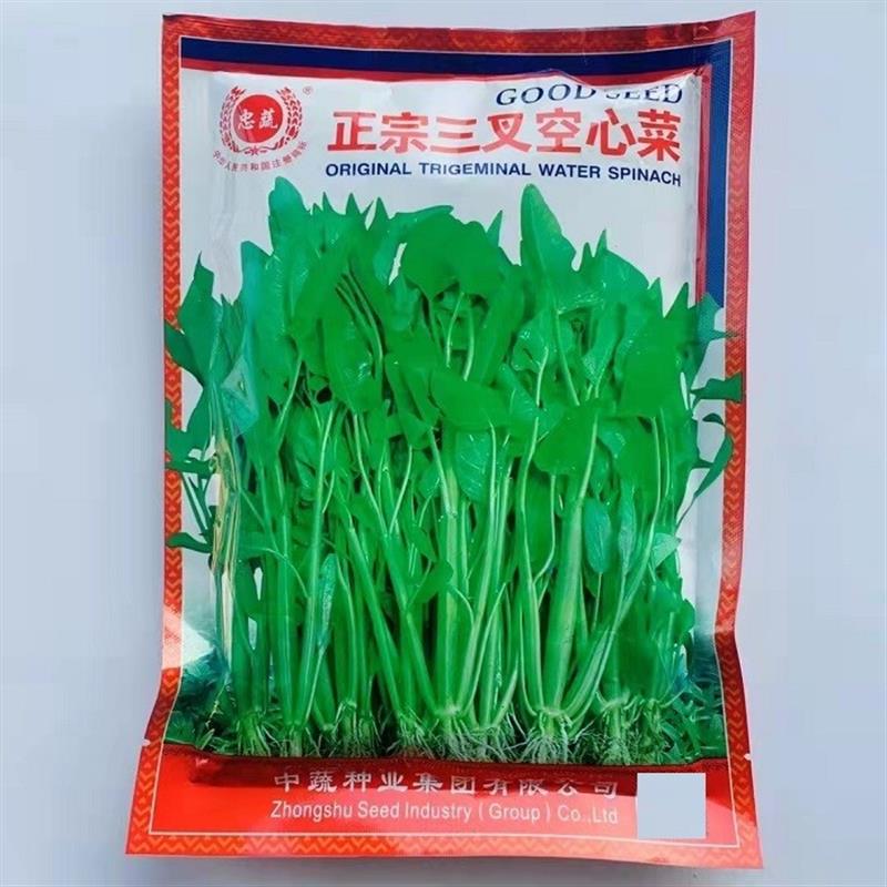 正宗三叉空心菜种子三梗空心菜蕹菜通菜种子双斧竹叶空心菜种孑