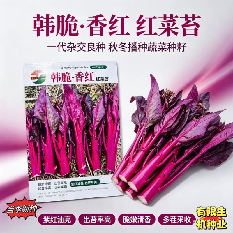 韩脆香红红菜苔种子一代