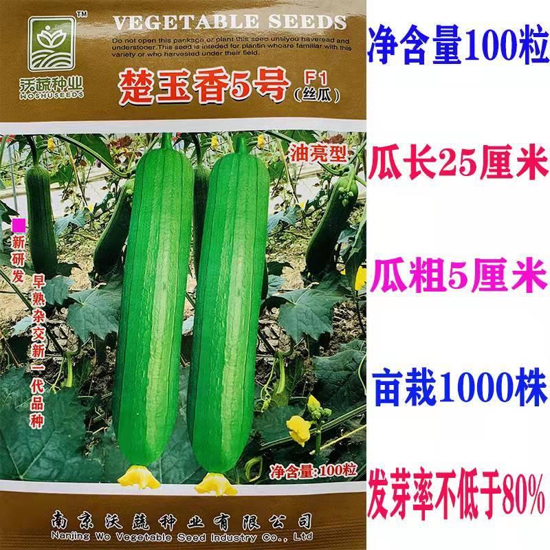 沃蔬楚玉香5号F1香丝瓜种子油亮皮早熟耐低温短丝瓜种籽油皮瓜孑