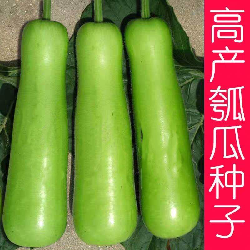 付瓜图片,图片_大山谷图库