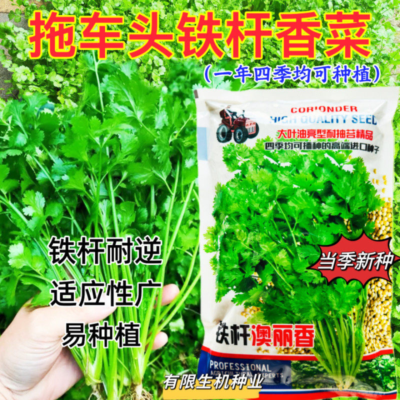 美国原种进口香菜种子铁