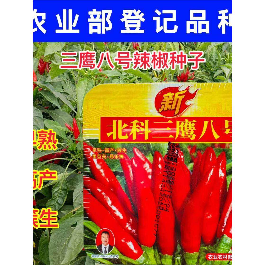 北科三鹰八号朝天椒种子