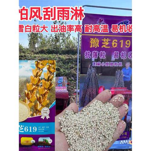 华益龙豫芝619芝麻种子高