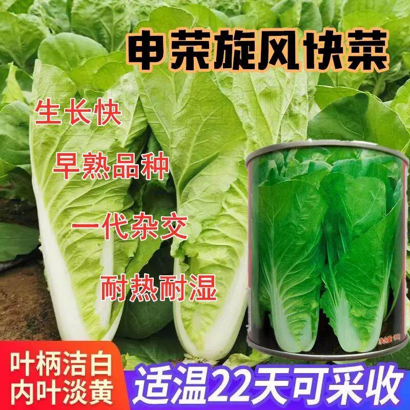 申荣旋风快菜种子小白菜籽速生高产耐热耐湿夏冬季四季青蔬菜种籽