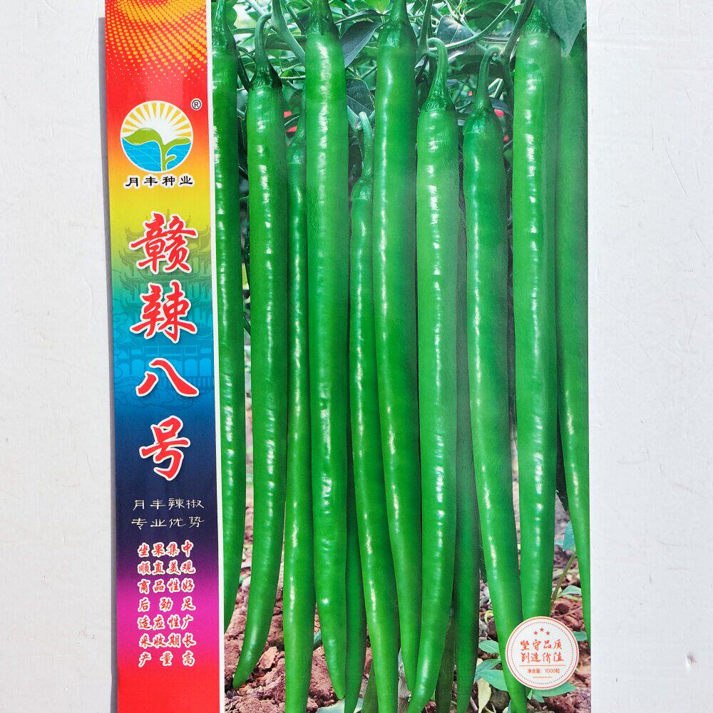 赣辣八号椒种子杂交早熟