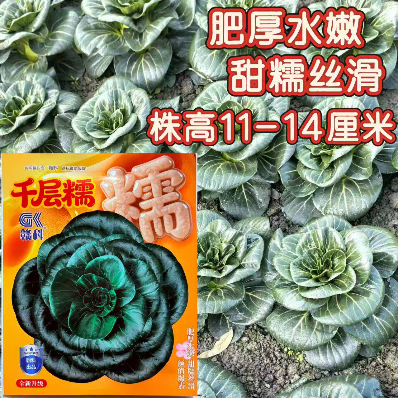 赣科千层糯苏州青种子黑