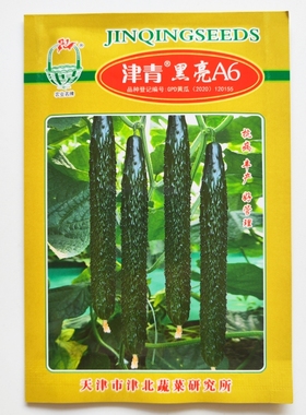 油亮型黄瓜种子 津青黑亮A6黄瓜种子 瓜皮深绿色肉淡绿色黄瓜种子