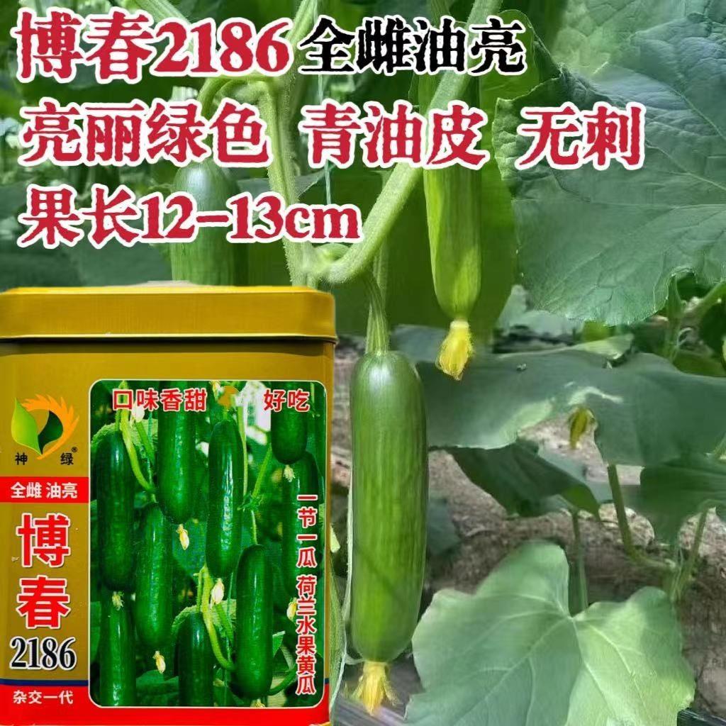 博春2186水果黄瓜种子高产抗病全雌油亮荷兰水果黄瓜种籽四季瓜种