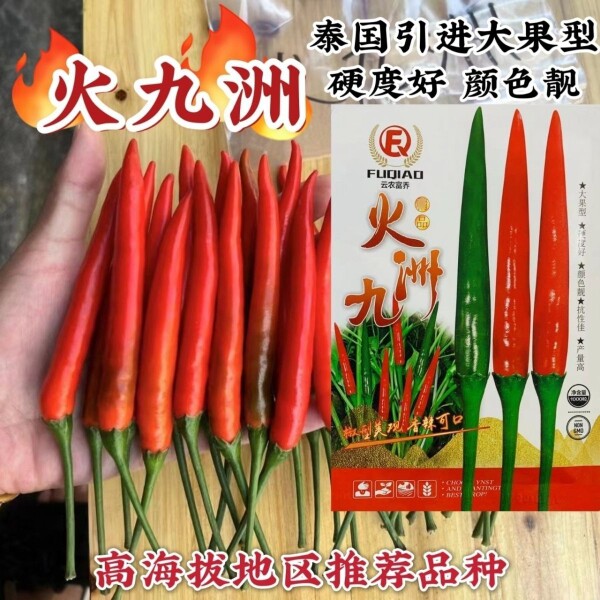 新品种富乔火九洲大果朝天椒种子早熟大号朝天辣椒种子青红两用