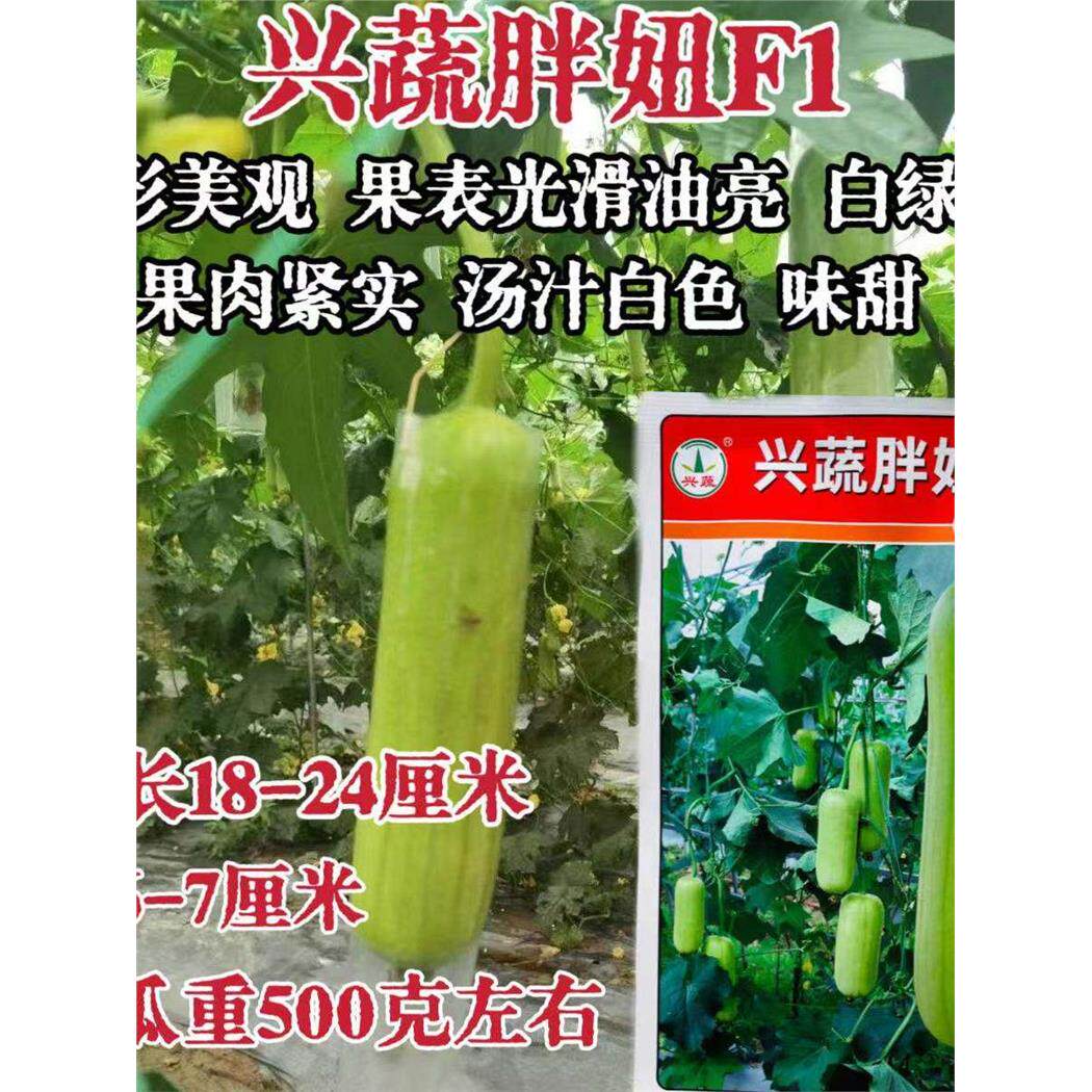 兴蔬胖妞白丝瓜种籽中熟