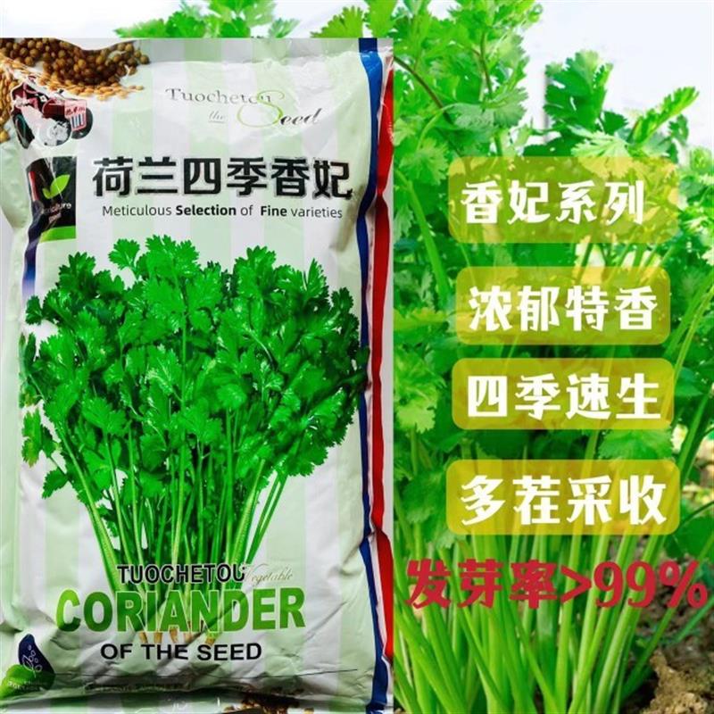 荷兰四季香妃香菜种子芫荽籽浓郁特香四季速生耐热耐寒农友优选种