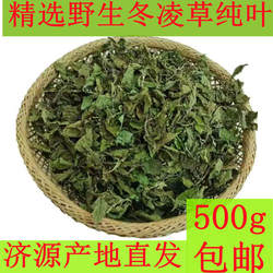 济源特产 冬凌草中药材纯叶润喉咽喉草王屋山冬凌草茶叶子 喉咙茶