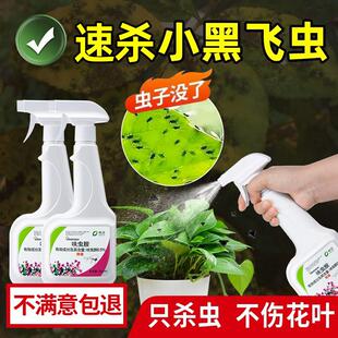 治花盆里小飞虫的药去除克星花生虫用什么药花药家用植物灭杀神器