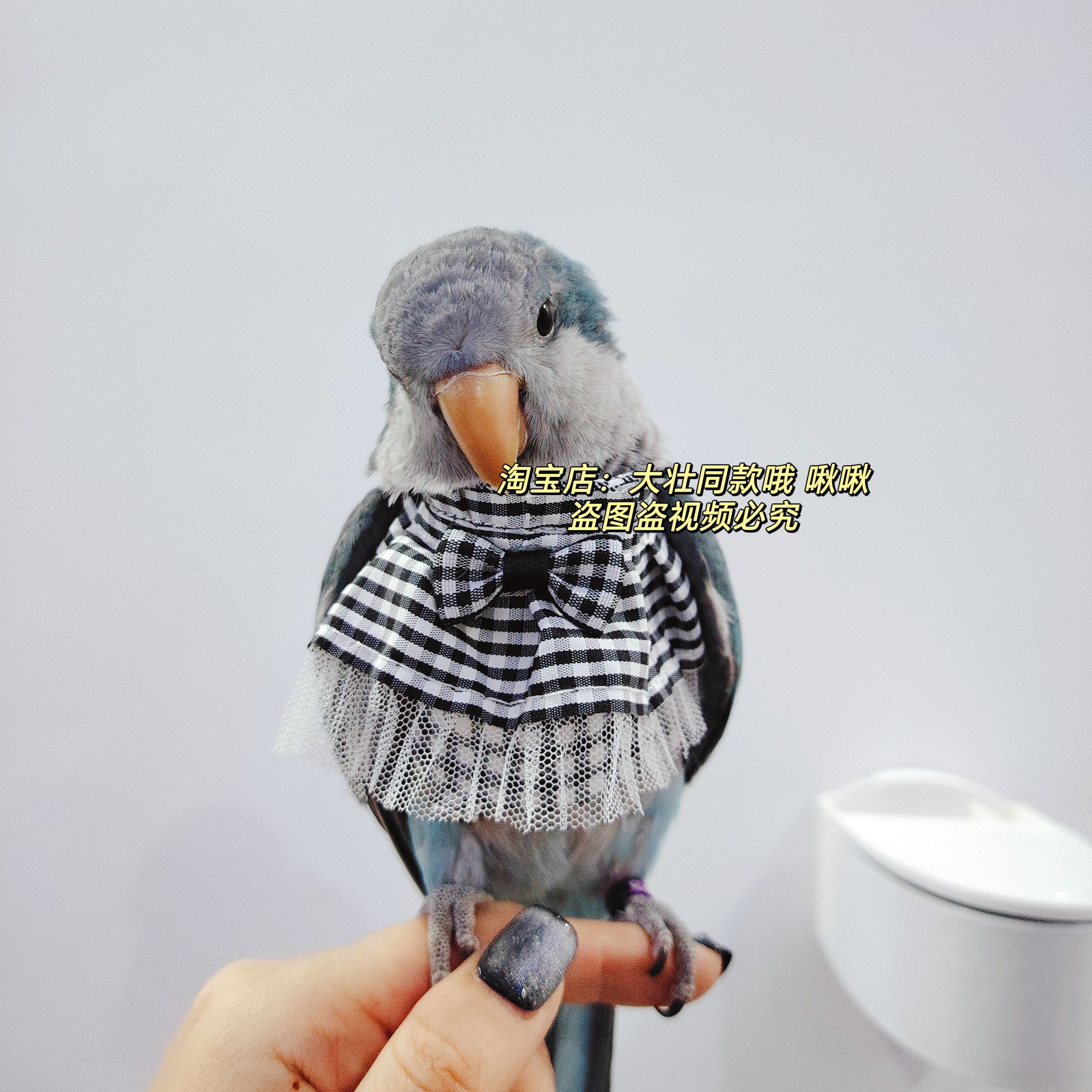 格子裙款鸟玄凤鹦鹉宠物衣服飞行服可爱仙女裙子包邮