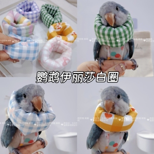 鹦鹉升级伊丽莎白圈受伤保护项圈牡丹虎皮防啄毛防咬毛鸟用脖套软