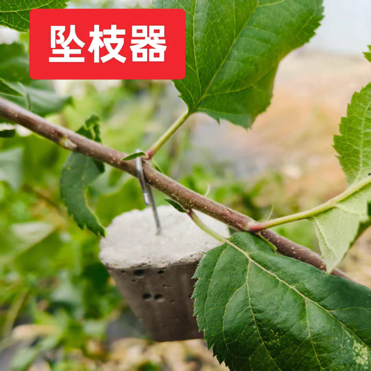 果树坠枝器苹果树坠枝器定型器拉其它园艺用品