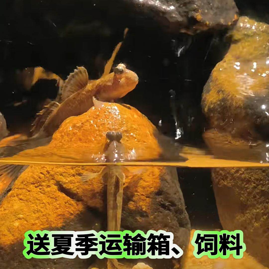 弹涂鱼原生溪流缸观赏鱼活体冷水淡水好养小型宠物