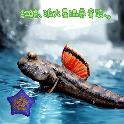 弹涂鱼跳跳鱼活鱼淡水滩涂鱼水里养的宠物红鳍挖洞鱼好养耐养观赏