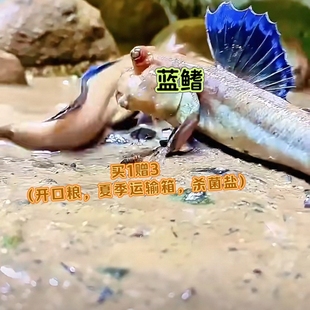 弹涂鱼红鳍银线跳跳鱼观赏鱼滩涂淡汽海水鱼萌宠物活体两栖原生鱼