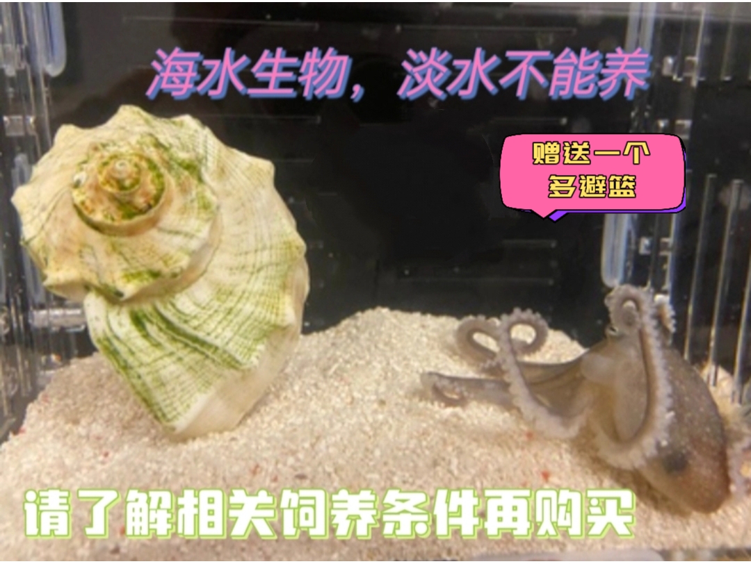 活体章鱼贵族迷你宠物