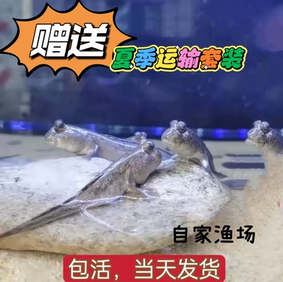 弹涂鱼跳跳蓝灰红鳍热带淡水