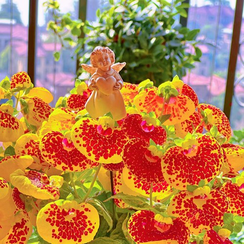 荷包花盆栽又叫元宝花好养易爆花植物花期长