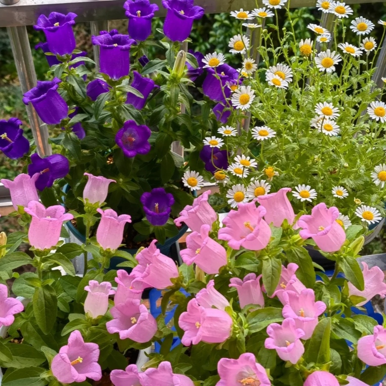 大花酒杯风铃草花苗多年生易活多季节开花植物阳台党观赏性花卉