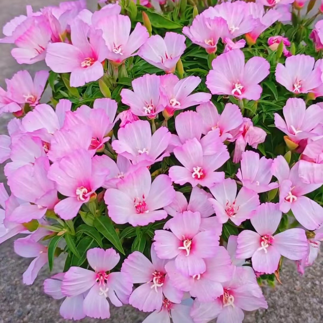 古代希盆栽花苗庭院阳台植物好养易爆花植物山东基地直发