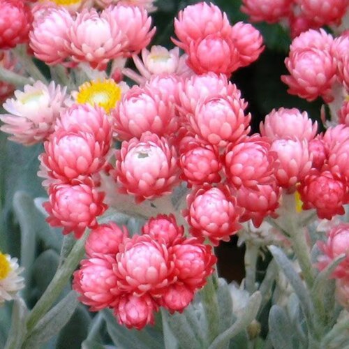 红宝石簇银叶蜡菊盆栽绿植花卉好养易活植物庭院阳台爆花小清新