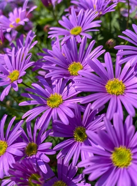 姬小菊盆栽花卉喜光耐热好养植物易爆花花期长山东基地直发