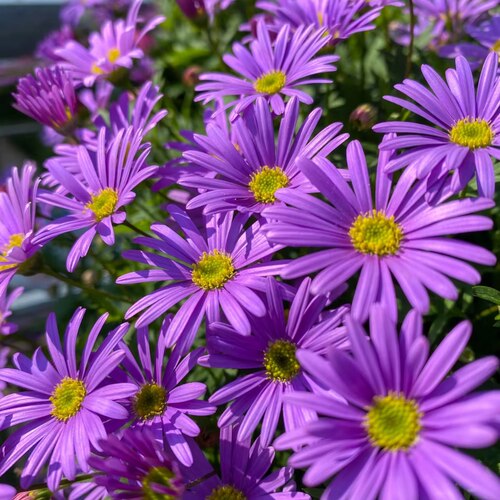 姬小菊盆栽花卉喜光耐热好养植物易爆花花期长山东基地直发