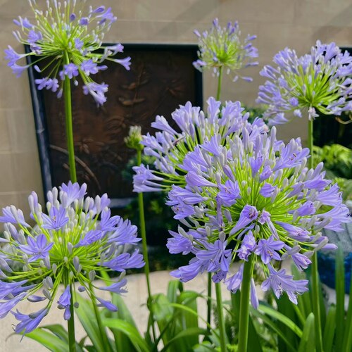 百子莲盆栽多年生耐热耐寒庭院阳台绿植易养花卉