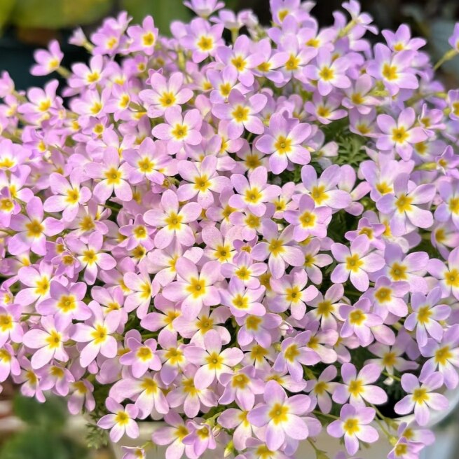 安徽羽衣报春花 花苗 喜凉花卉 易爆花植物 年宵花卉彩云报春