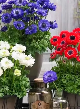 银莲花可切花多年生进口种球盆栽阳台庭院耐寒球根盆栽花卉