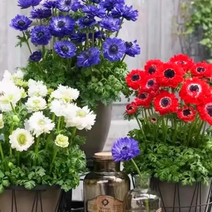 银莲花可切花多年生进口种球盆栽阳台庭院耐寒球根盆栽花卉