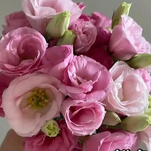 洋桔梗花苗重瓣  营养土小棵苗发货  多年生植物 阳台庭院花卉