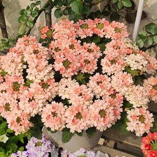 美女樱盆栽花卉好养易爆花花期长阳台庭院植物