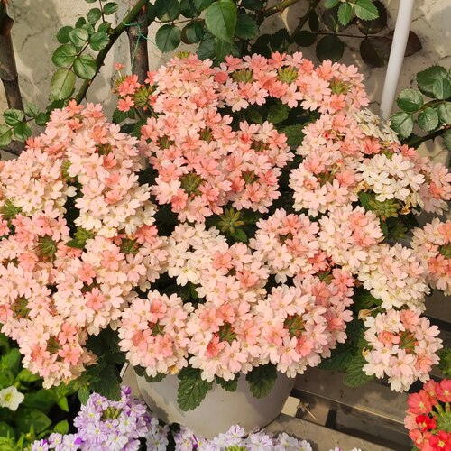 美女樱盆栽花卉好养易爆花花期长阳台庭院植物