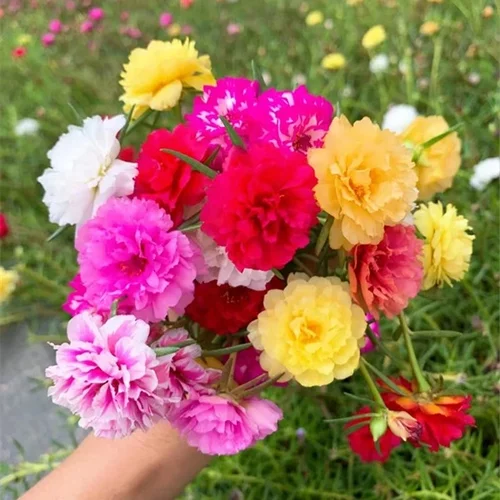 重瓣太阳花好养花量大阳台盆栽花园切花植物 花期长容易爆花植物