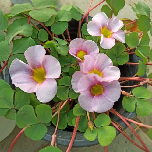 酢浆草盆栽带花 早花 多年生花 观花 易爆花球根植物 花期长花卉