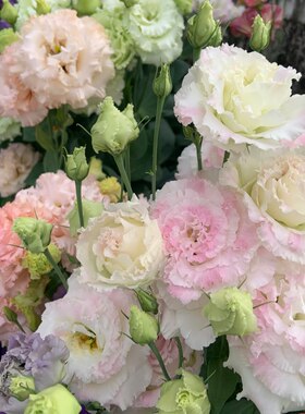 洋桔梗高杆花苗重瓣  盆栽发货 花期长 多年生植物 阳台庭院花卉