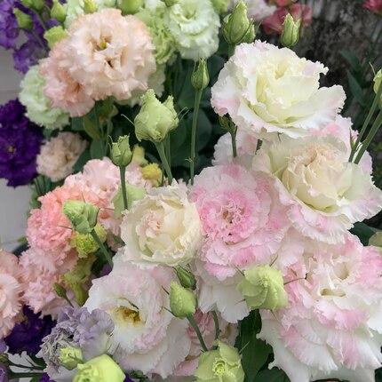 洋桔梗高杆花苗重瓣  盆栽发货 花期长 多年生植物 阳台庭院花卉