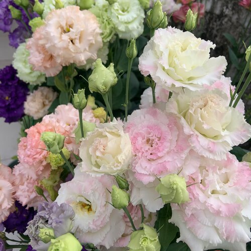 洋桔梗高杆花苗重瓣  盆栽发货 花期长 多年生植物 阳台庭院花卉