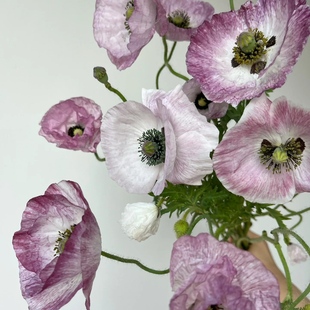 虞美人盆栽苗耐寒花卉好养易活庭院花园植物山东基地直发