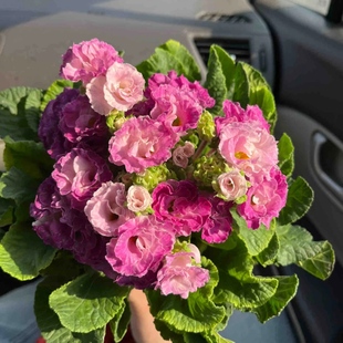 玫瑰报春花盆栽年宵花卉花期长青稞苗发货耐寒好养活阳台花卉植物